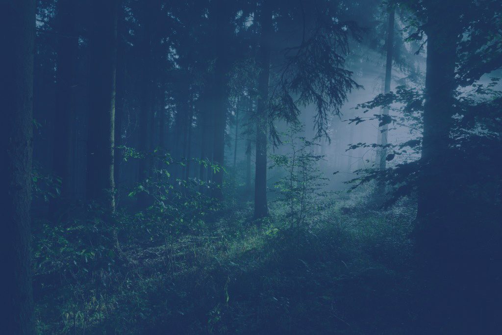 Blåtonad bild på skog där ljus silas genom stammar